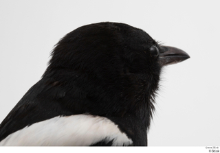 Common magpie Pica pica head 0003.jpg